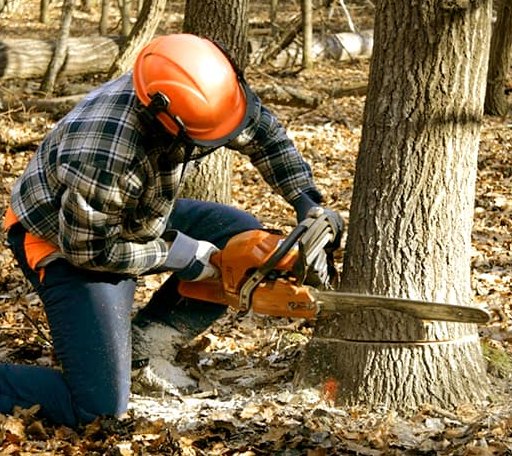 Tree Removal in Walton, KS